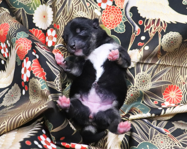 黒柴雌No2　1/3撮影　生後1日