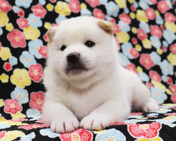 白柴雄No1　2/1撮影　生後30日