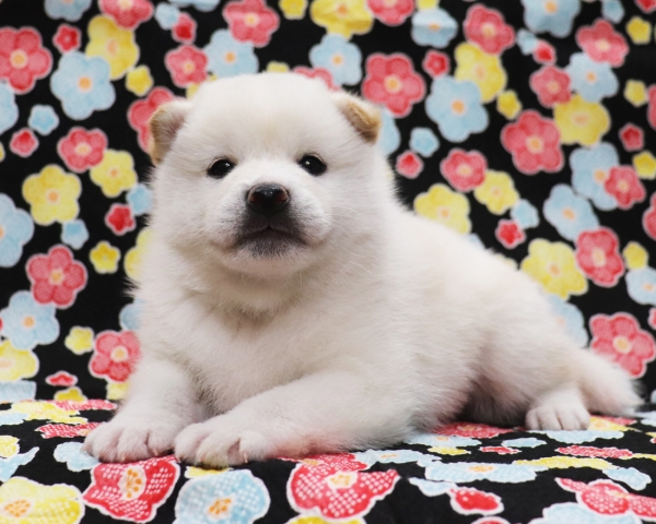 白柴雄No1　2/1撮影　生後30日