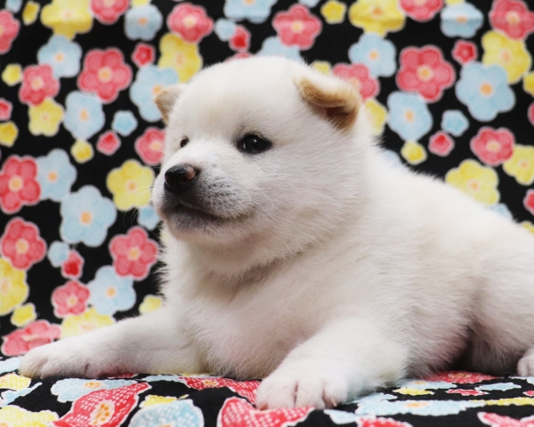 白柴雄No1　2/1撮影　生後30日