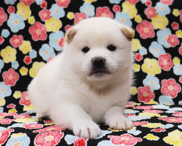 白柴雄No1　2/1撮影　生後30日