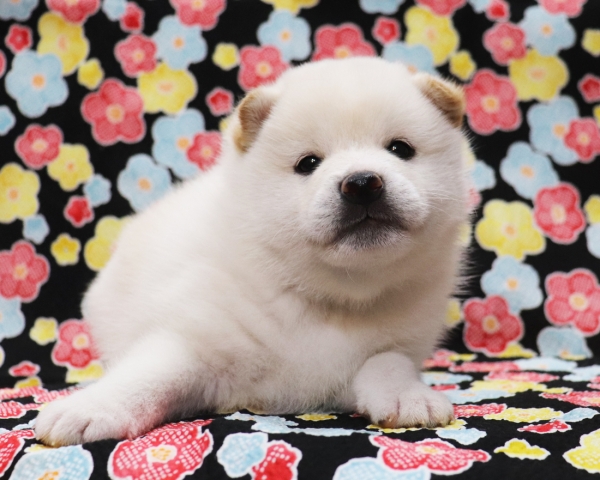 白柴雄No1　2/1撮影　生後30日