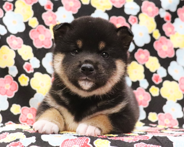 黒柴雌No2　2/1撮影　生後30日