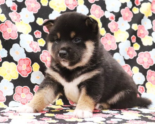 黒柴雌No2　2/1撮影　生後30日