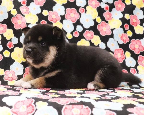 黒柴雌No2　2/1撮影　生後30日