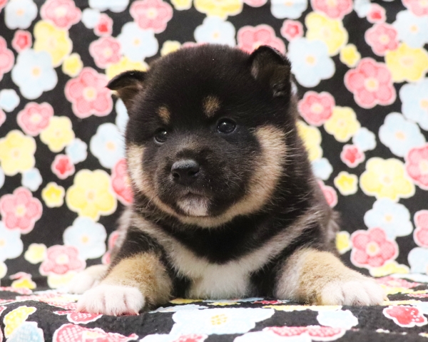 黒柴雌No2　2/1撮影　生後30日