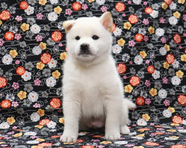 白柴雄No1　2/11撮影　生後40日