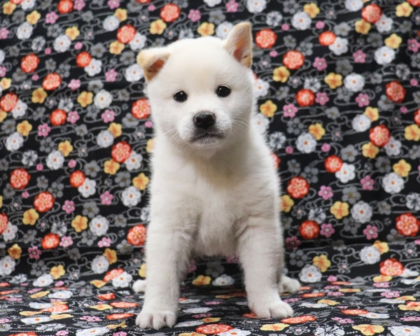 白柴雄No1　2/11撮影　生後40日