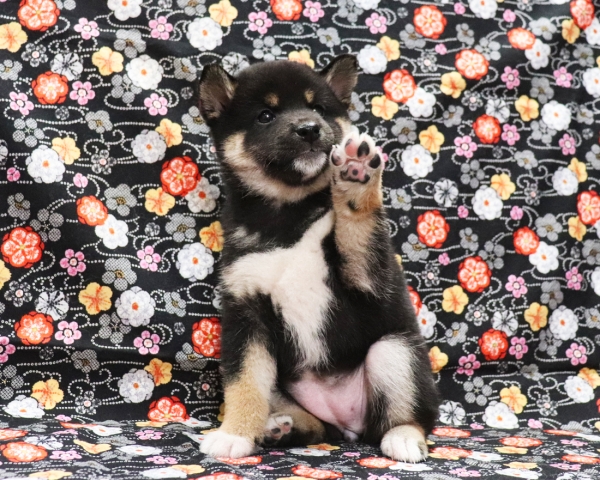 黒柴雌No2　2/11撮影　生後40日