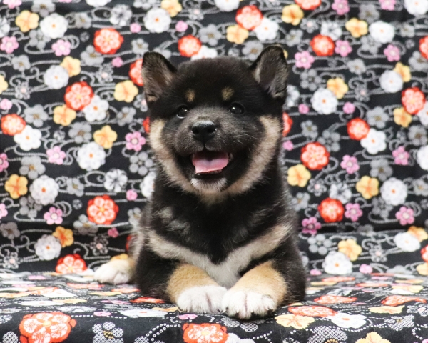 黒柴雌No2　2/11撮影　生後40日