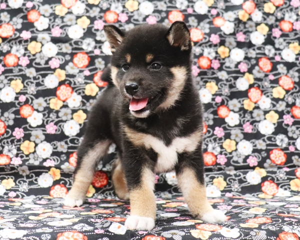 黒柴雌No2　2/11撮影　生後40日