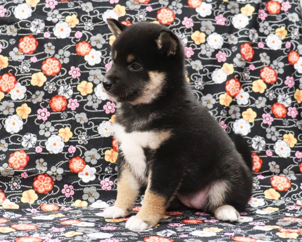 黒柴雌No2　2/11撮影　生後40日