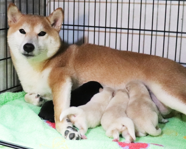 赤柴母犬紅子の子犬　2/17撮影　生後1日