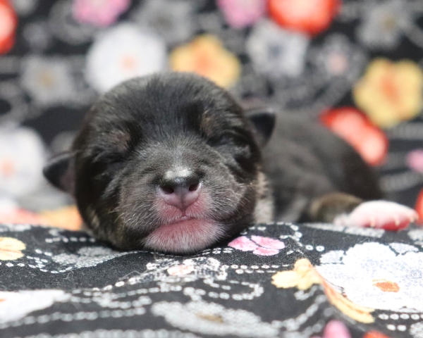 黒柴雄No1　2/17撮影　生後1日