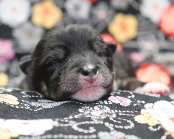 黒柴雄No1　2/17撮影　生後1日