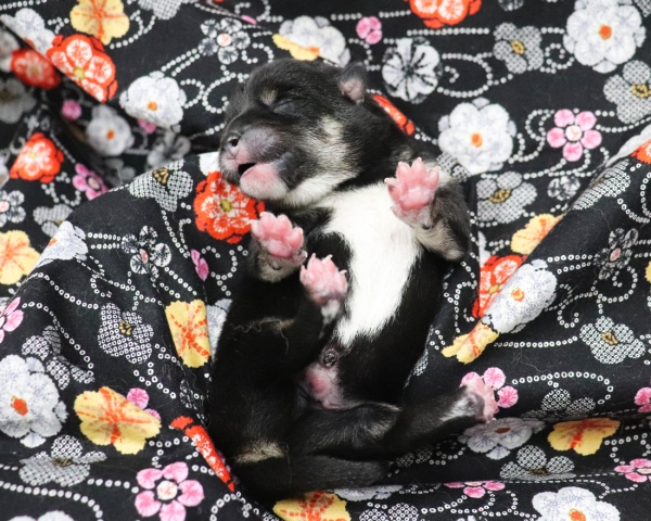 黒柴雄No1　2/17撮影　生後1日