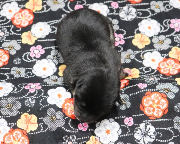 黒柴雄No1　2/17撮影　生後1日
