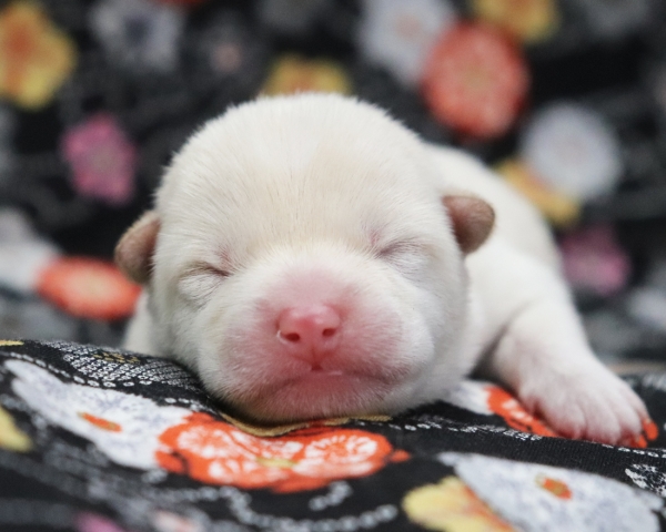 白柴雄No2　2/17撮影　生後1日