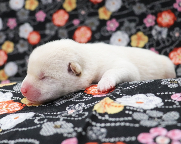 白柴雄No2　2/17撮影　生後1日