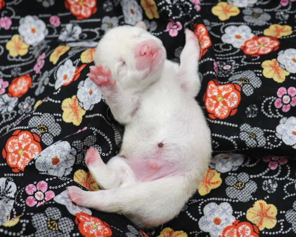 白柴雄No2　2/17撮影　生後1日