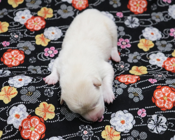 白柴雄No2　2/17撮影　生後1日