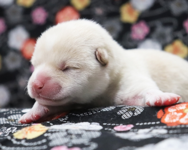 白柴雄No3　2/17撮影　生後1日