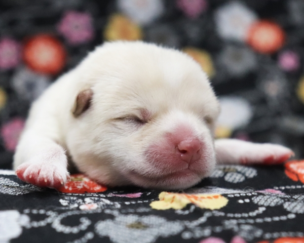 白柴雄No3　2/17撮影　生後1日