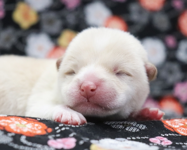 白柴雄No3　2/17撮影　生後0日