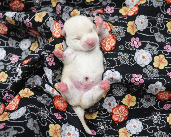 白柴雄No3　2/17撮影　生後1日