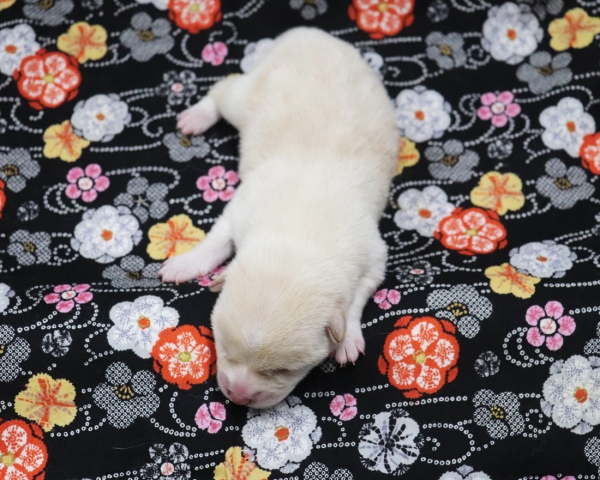 白柴雄No3　2/17撮影　生後1日