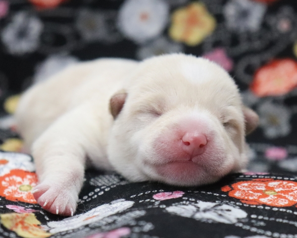 白柴雄No4　2/17撮影　生後1日