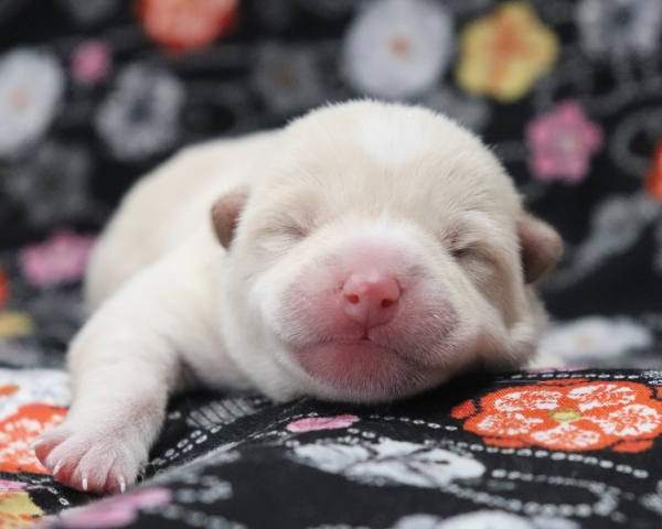 白柴雄No4　2/17撮影　生後1日