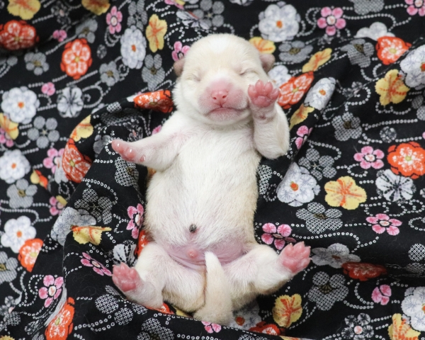 白柴雄No4　2/17撮影　生後1日