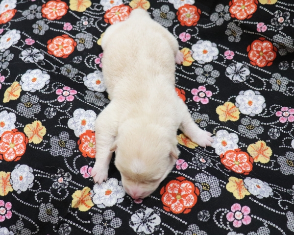 白柴雄No4　2/17撮影　生後1日