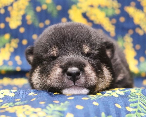 黒柴雄No1　2/26撮影　生後10日