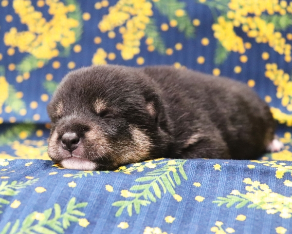 黒柴雄No1　2/26撮影　生後10日