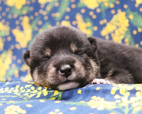 黒柴雄No1　2/26撮影　生後10日