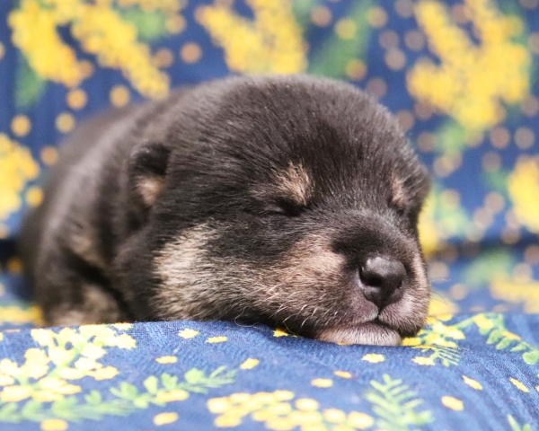 黒柴雄No1　2/26撮影　生後10日