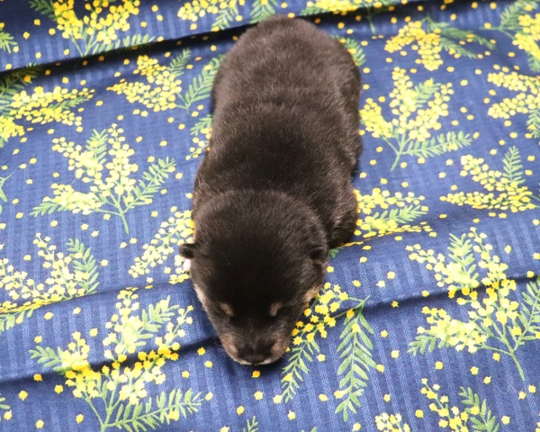 黒柴雄No1　2/26撮影　生後10日