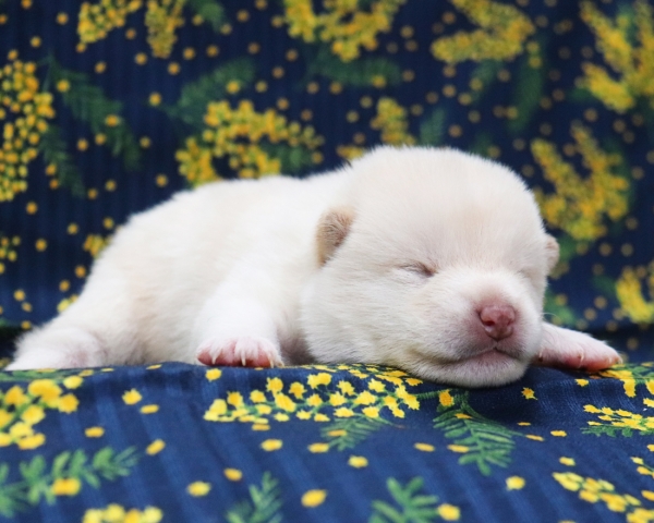 白柴雄No2　2/26撮影　生後10日