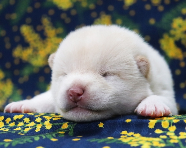 白柴雄No2　2/26撮影　生後10日