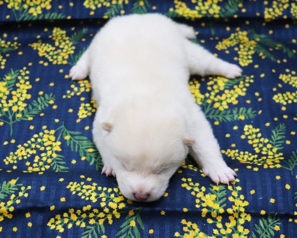 白柴雄No2　2/26撮影　生後10日