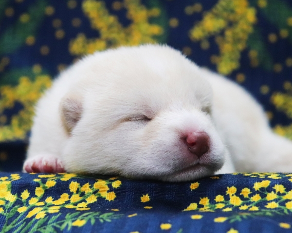 白柴雄No3　2/26撮影　生後10日