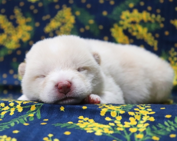 白柴雄No3　2/26撮影　生後10日