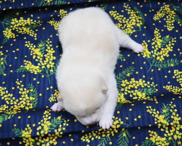 白柴雄No3　2/26撮影　生後10日