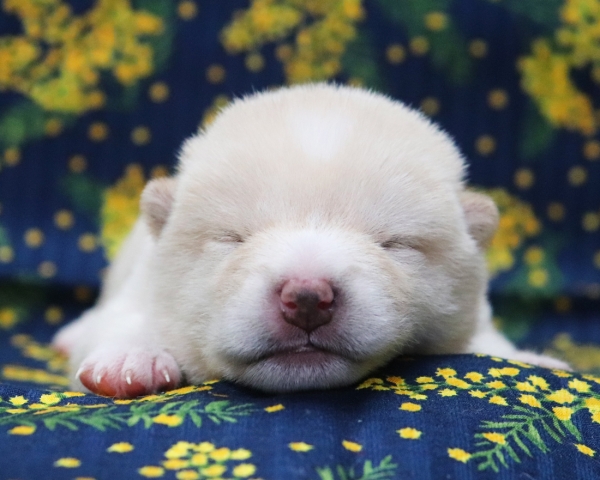 白柴雄No4　2/26撮影　生後10日