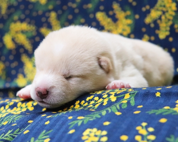 白柴雄No4　2/26撮影　生後10日