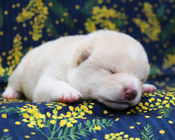 白柴雄No4　2/26撮影　生後10日