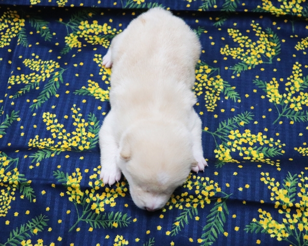 白柴雄No4　2/26撮影　生後10日