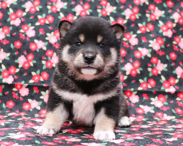 黒柴雄No1　3/18撮影　生後30日